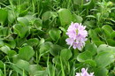 سنبل آبی